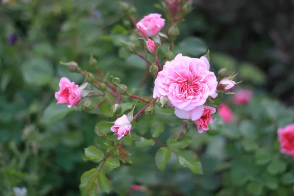 Bulanık yeşil arka planda pembe gül çiçekleri