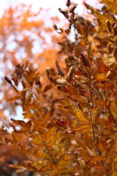 Желтые Осенние Листья Размытом Фоне — стоковое фото