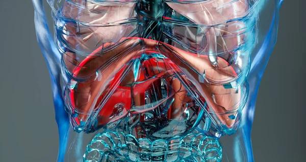 Anatomía Del Sistema Respiratorio Humano Del Diafragma Concepto Médico Músculo —  Fotos de Stock