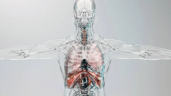 Anatomía Del Sistema Respiratorio Humano Del Diafragma Concepto Médico Músculo —  Fotos de Stock