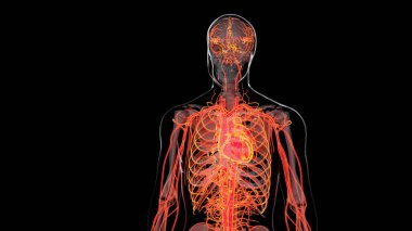 İnsan atardamar ve venöz dolaşım sistemi Vains ve atardamarlı kalbin tıbbi olarak doğru animasyonu, kan damarları, 3D canlandırma.