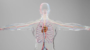 İnsan atardamar ve venöz dolaşım sistemi Vains ve atardamarlı kalbin tıbbi olarak doğru animasyonu, kan damarları, 3D canlandırma.
