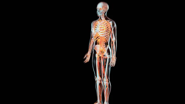 Sistema Circolatorio Arterioso Venoso Umano Animazione Medicamente Accurata Del Cuore — Foto Stock