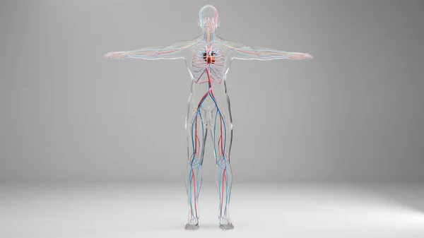 Människans Artär Och Venösa Cirkulationssystem Medicinskt Korrekt Aktivering Hjärta Med — Stockfoto