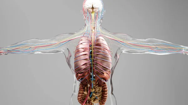 Anatomía Humana Órganos Huesos Paletas Colores Creativas Detalles Diseño Piezas —  Fotos de Stock