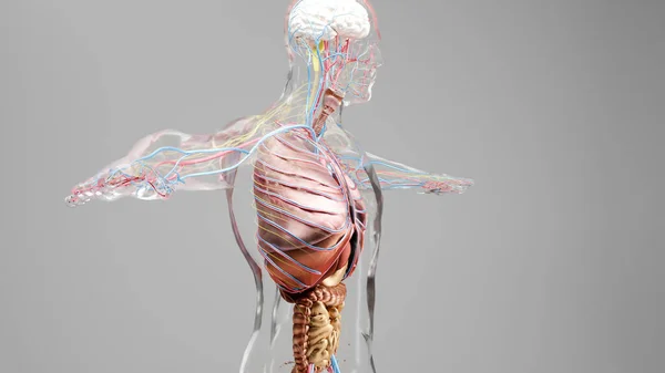 Menselijke Anatomie Organen Botten Creatieve Kleurenpaletten Designerdetails Ongestructureerde Tentoonstellingsonderdelen Weergave — Stockfoto