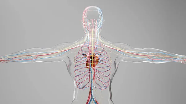 Lidský Arteriální Žilní Oběhový Systém Lékařsky Přesná Animace Srdce Dutinami — Stock fotografie