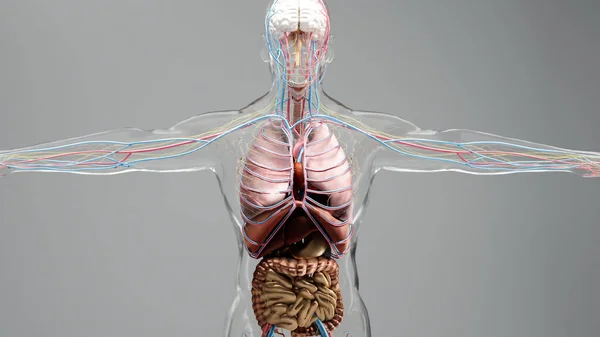 Lidská Anatomie Orgány Kosti Tvůrčí Barevné Palety Detaily Návrháře Nestrukturované — Stock fotografie
