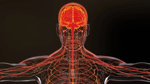 Anatomia Del Sistema Nervoso Cerebrale Umano Diagramma Medico Con Nervi — Foto Stock
