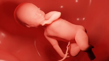 Rahmin içindeki bir insan fetüsünün tıbbi olarak doğru bir şekilde resmedilmiş hali.