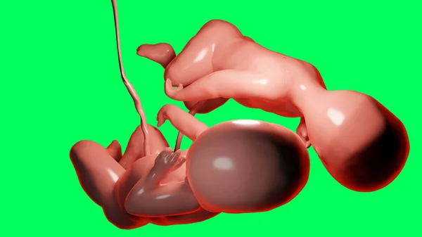 3Dは 子宮内の双子の医学的に正確なイラストをレンダリングしました 単胎盤を持つ子宮のMonozygotic双子 ヒトの双子胎児 早産成長赤ちゃん 妊娠の健康と胎児 — ストック写真