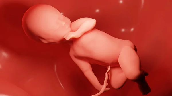 Renderizado Medicamente Ilustração Precisa Feto Humano Dentro Útero Bebê — Fotografia de Stock