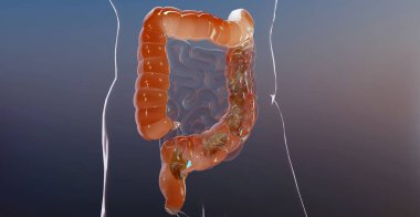 3d illustration of human digestive system anatomy, concept of the intestine, laxative, traitement of constipation, 3d render clipart