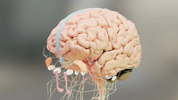 人間の脳神経系の解剖学的構造 副交感神経と医療図 医療的に正確で3Dレンダリング — ストック写真