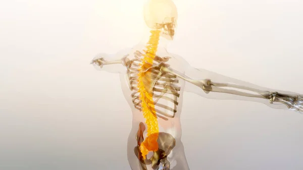 Ryggmärg Vertebral Kolonn Cervikala Vertebrae Mänskliga Skelett System Anatomi Concept — Stockfoto