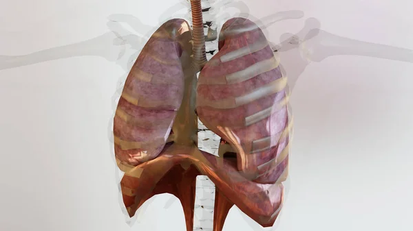 Ilustracja Ludzkiej Koncepcji Anatomii Płuc Układu Oddechowego Widoczne Płuca Wentylacja — Zdjęcie stockowe