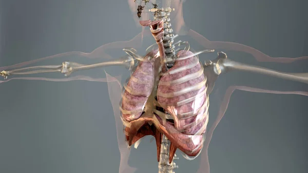 Ilustración Del Concepto Anatomía Pulmonar Del Sistema Respiratorio Humano Pulmón —  Fotos de Stock