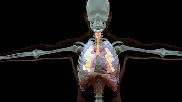Illustration Människans Andningssystem Lungor Anatomi Koncept Synlig Lunga Pulmonell Ventilation — Stockfoto