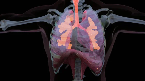Ilustrace Lidské Dýchací Soustavy Plicní Anatomie Koncepce Viditelná Plíce Plicní — Stock fotografie