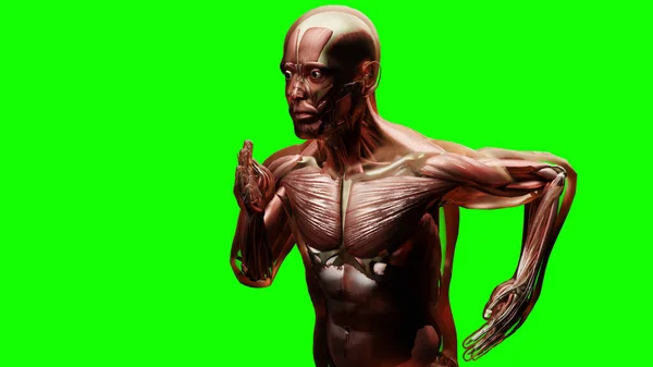 実行中の人 筋肉や骨の解剖学的構造の3Dイラスト 人間の物理的およびスポーツ ジョギング ランニングマン 医学的に正確な フィットネス 3Dレンダリング — ストック写真