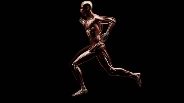 実行中の人 筋肉や骨の解剖学的構造の3Dイラスト 人間の物理的およびスポーツ ジョギング ランニングマン 医学的に正確な フィットネス 3Dレンダリング — ストック写真