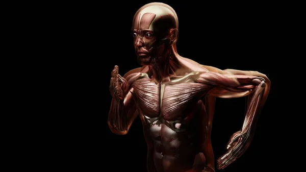 Illustrazione Del Sistema Muscolare Dell Uomo Corsa Muscoli Ossa Anatomia — Foto Stock