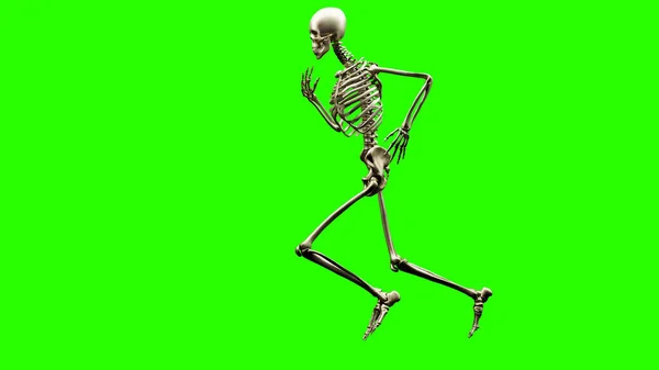 Koşan Adamın Iskelet Sisteminin Boyutlu Çizimi Koşarken Kemik Anatomisi Insan — Stok fotoğraf