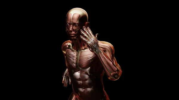 Illustratie Van Gespierd Systeem Van Lopende Man Spier Bot Anatomie — Stockfoto
