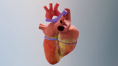 İnsan kalbinin 3 boyutlu çizimi. Gerçekçi görüntü izole, anatomik kalbi venöz sistemle düzelt, 3D görüntüle