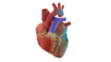 İnsan kalbinin 3 boyutlu çizimi. Gerçekçi görüntü izole, anatomik kalbi venöz sistemle düzelt, 3D görüntüle