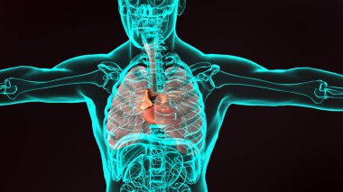 İnsan kalbinin 3 boyutlu çizimi. Gerçekçi görüntü izole, anatomik kalbi venöz sistemle düzelt, 3D görüntüle