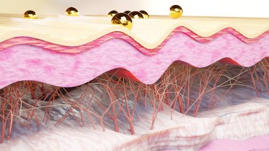 Deri tabakası durulama düzleştirici. Cilt bakımı, kolajen onarım, cilt yenileme işlemi, kolajen ve elastik liflerin yeniden inşası, kırışıklık giderme ve cilt sıkılaştırma. Yaşlanmayı önleme etkisi