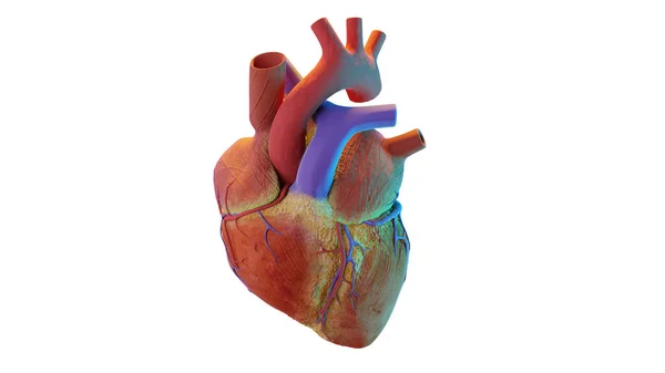 İnsan kalbinin 3 boyutlu çizimi. Gerçekçi görüntü izole, anatomik kalbi venöz sistemle düzelt, 3D görüntüle