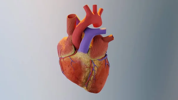 3d illustration of human heart. realistic image isolated, Correct anatomical heart with venous system, 3d render