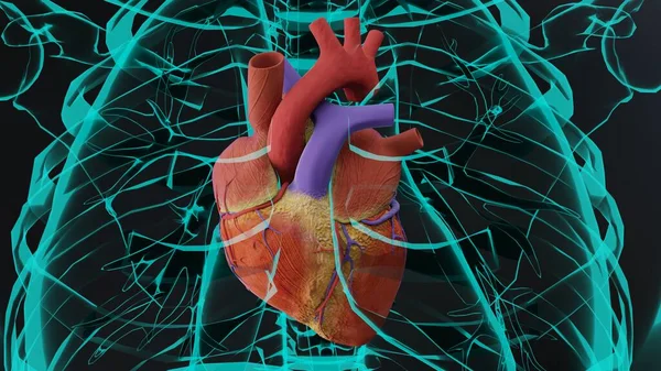 人类心脏的3D例证 现实的图像孤立 正确的解剖心脏与静脉系统 3D渲染 — 图库照片