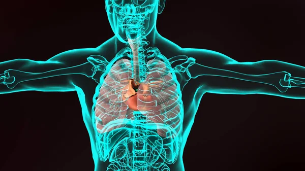 Ilustrace Lidského Srdce Realistický Obraz Izolovaný Korektní Anatomické Srdce Žilním — Stock fotografie