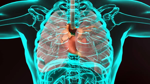Illustration Des Menschlichen Herzens Realistisches Bild Isoliert Korrektes Anatomisches Herz — Stockfoto