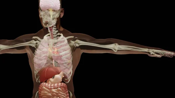 3d illustration of Human anatomy, muscles, organs, bones. Creative color palettes and designer details, unstructured showing parts, 3d render