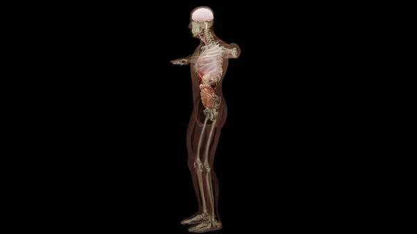 人間の解剖学 骨の3Dイラスト 創造的なカラーパレットとデザイナーの詳細構造化されていない表示部品 3Dレンダリング — ストック写真