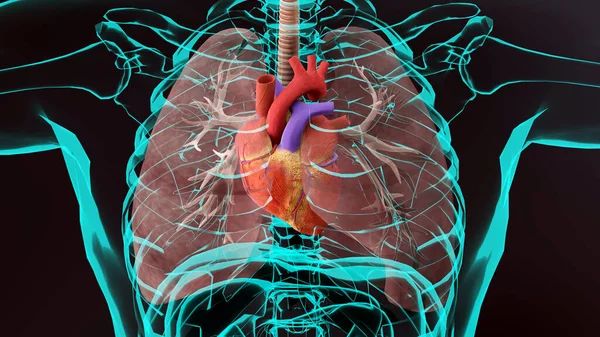 Ilustracja Ludzkiego Serca Realistyczny Obraz Odizolowany Prawidłowe Anatomiczne Serce Systemem — Zdjęcie stockowe