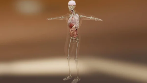 Ilustrace Lidské Anatomie Svalů Orgánů Kostí Tvůrčí Barevné Palety Detaily — Stock fotografie