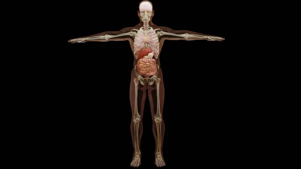 Ілюстрація Анатомії Людини Язів Органів Кісток Креативні Кольорові Палітри Деталі — стокове фото