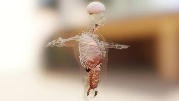 3d illustration of Human anatomy, muscles, organs, bones. Creative color palettes and designer details, unstructured showing parts, 3d render