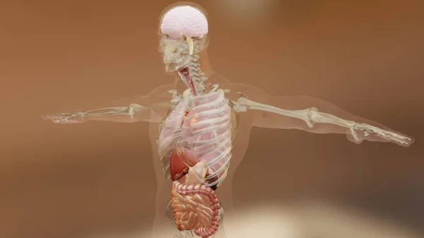 Illustration Människans Anatomi Muskler Organ Ben Kreativa Färgpaletter Och Designer — Stockfoto