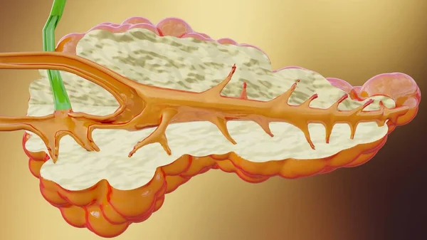 Ilustração Anatomia Humana Pâncreas Reander — Fotografia de Stock