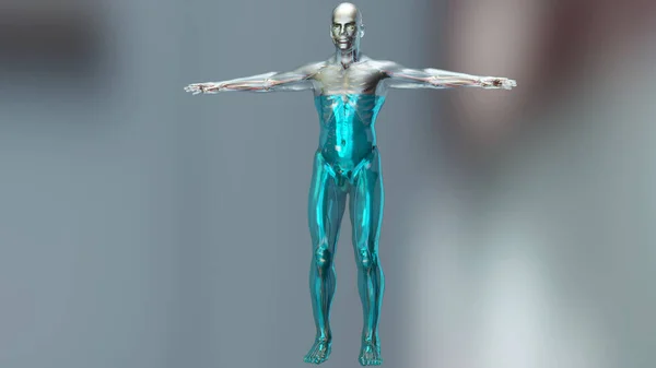 3D人体の水のバランス 人体の水のイラスト 人体の70 は水です 3Dレンダリング — ストック写真
