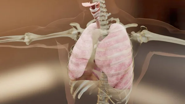 Ilustração Conceito Anatomia Pulmonar Sistema Respiratório Humano Pulmão Visível Ventilação — Fotografia de Stock