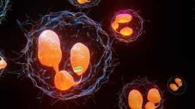 Phagocytosis 'in 3 boyutlu illüstrasyonu. Bakterileri yutmak için plazma zarını kullanan nötrophe. Endoksitozdan ekzisitoz 'a kadar. Fagositlerde sindirim süreci. bağışıklık sistemi, 3d render