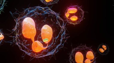 3D illustration of Phagocytosis. Neutrophe that uses its plasma membrane to engulf bacteria. From endocytosis to exocytosis. Digestion process in phagocytes. immune system, 3d render clipart