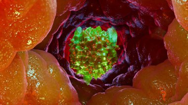 3 boyutlu Mastosit, Direk hücresi, 3 boyutlu görüntüleme